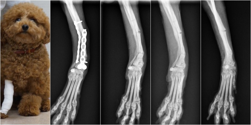 骨折の癒合不全の治療 いしじま動物病院