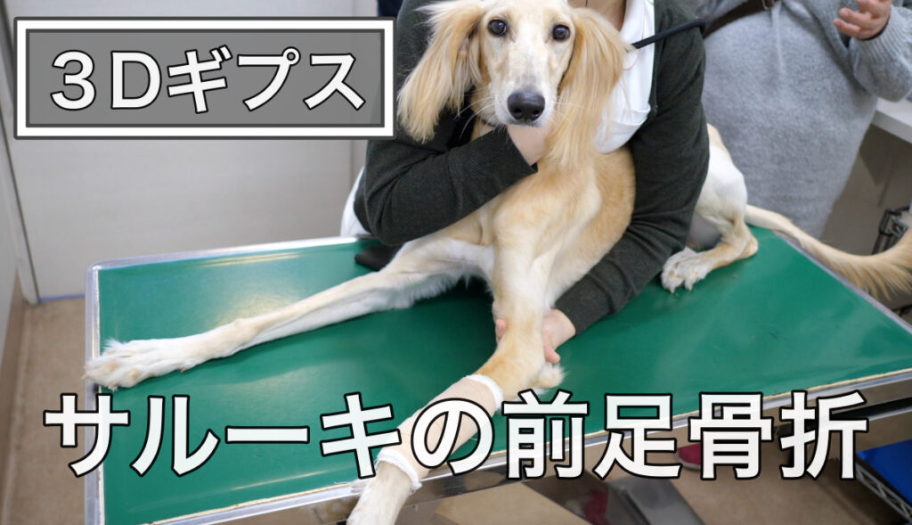 3dギプス骨折治療センター いしじま動物病院